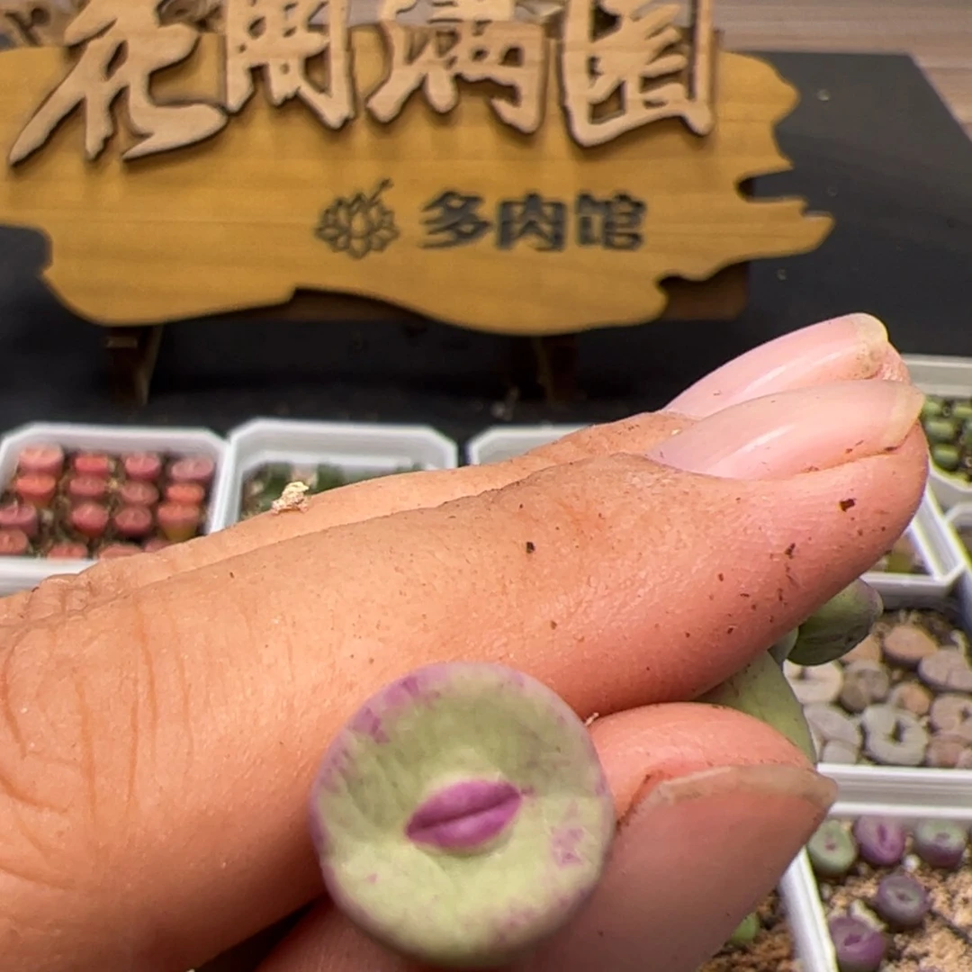 【闪购商品】啦****啦0000000024最2736