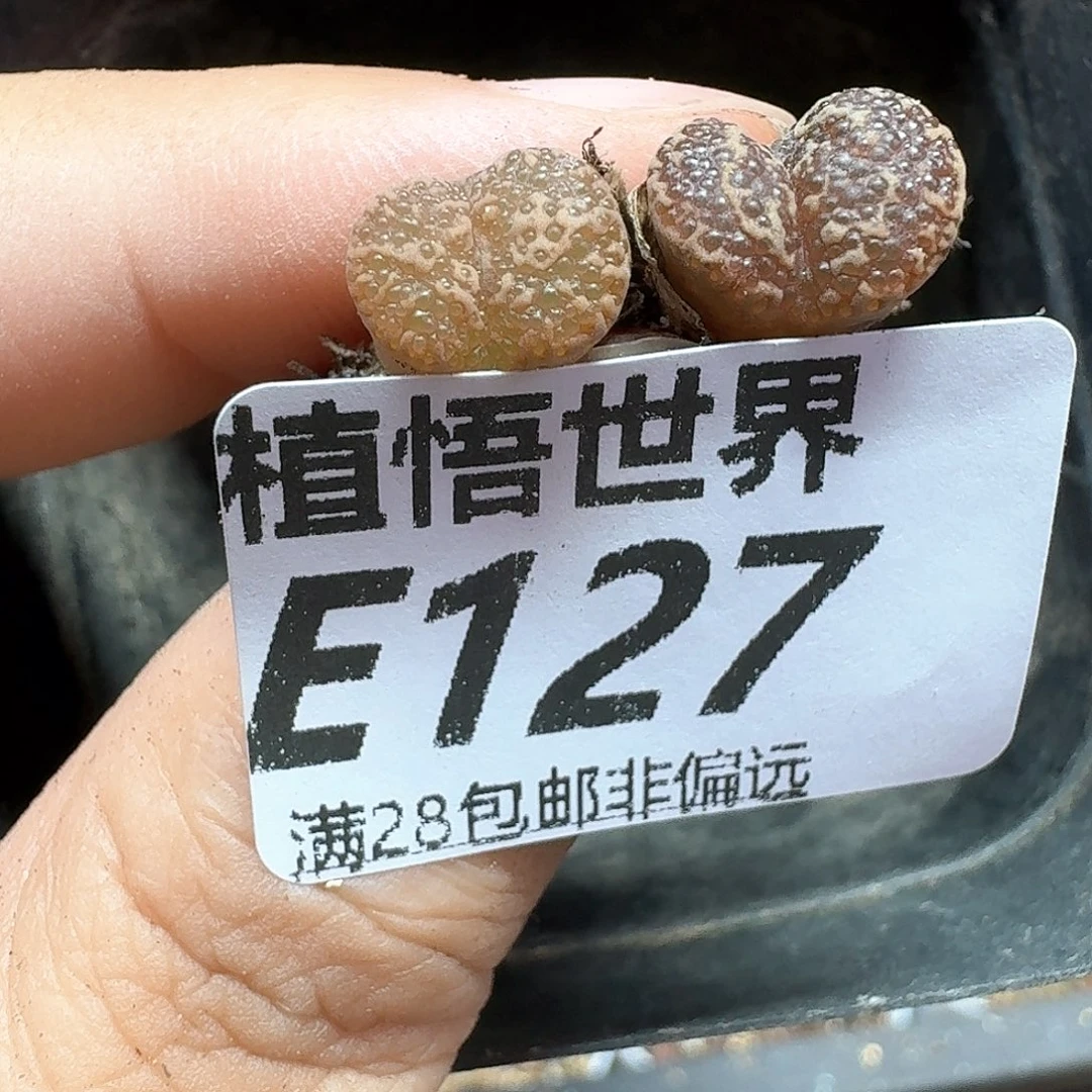 多肉植物的润泽额fg