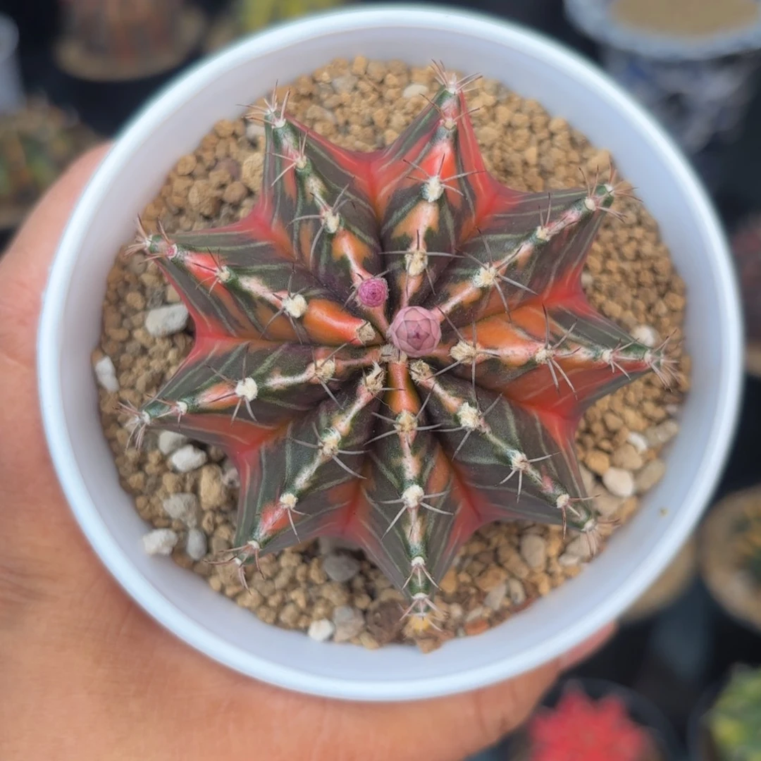 泰系实生米哈仙人球开播福利8