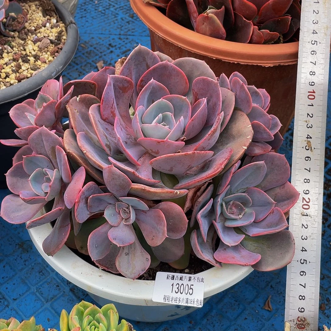 清**香尘埃玫瑰13005多肉