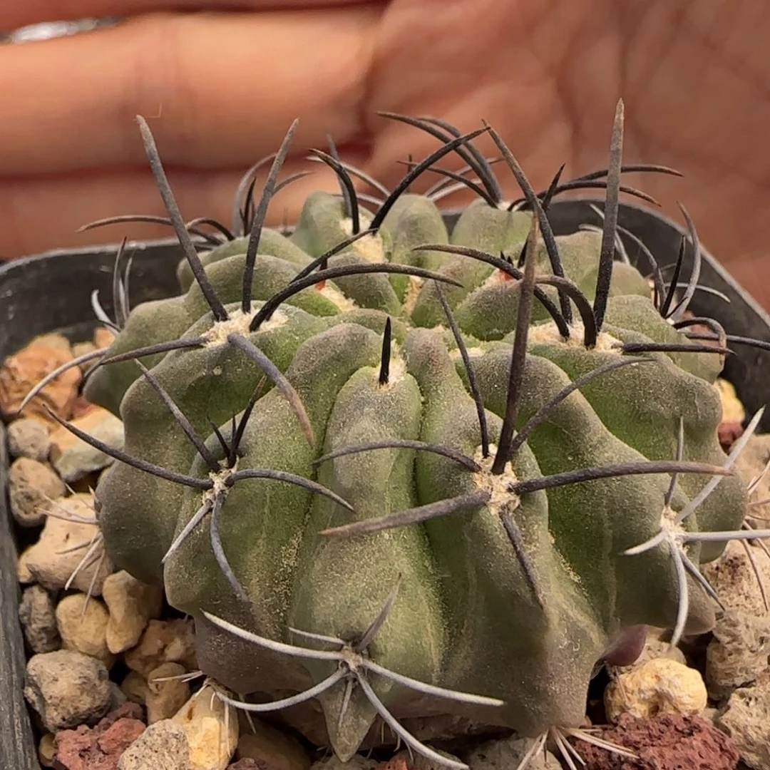 4.4厘米实生素妆玉多肉