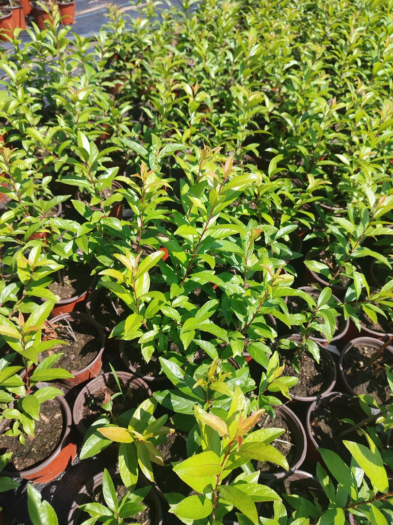 耐寒丛生珍珠李基地直销杯苗拍一发二茶花栀子花石楠花夹竹桃花卉