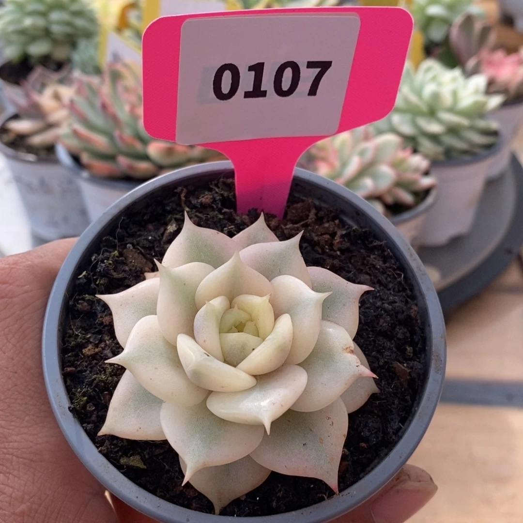 0107贝加尔湖哈哈哈哈