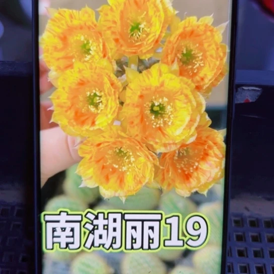 下32丽花金莎歪无根侧芽3公分左右20包邮
