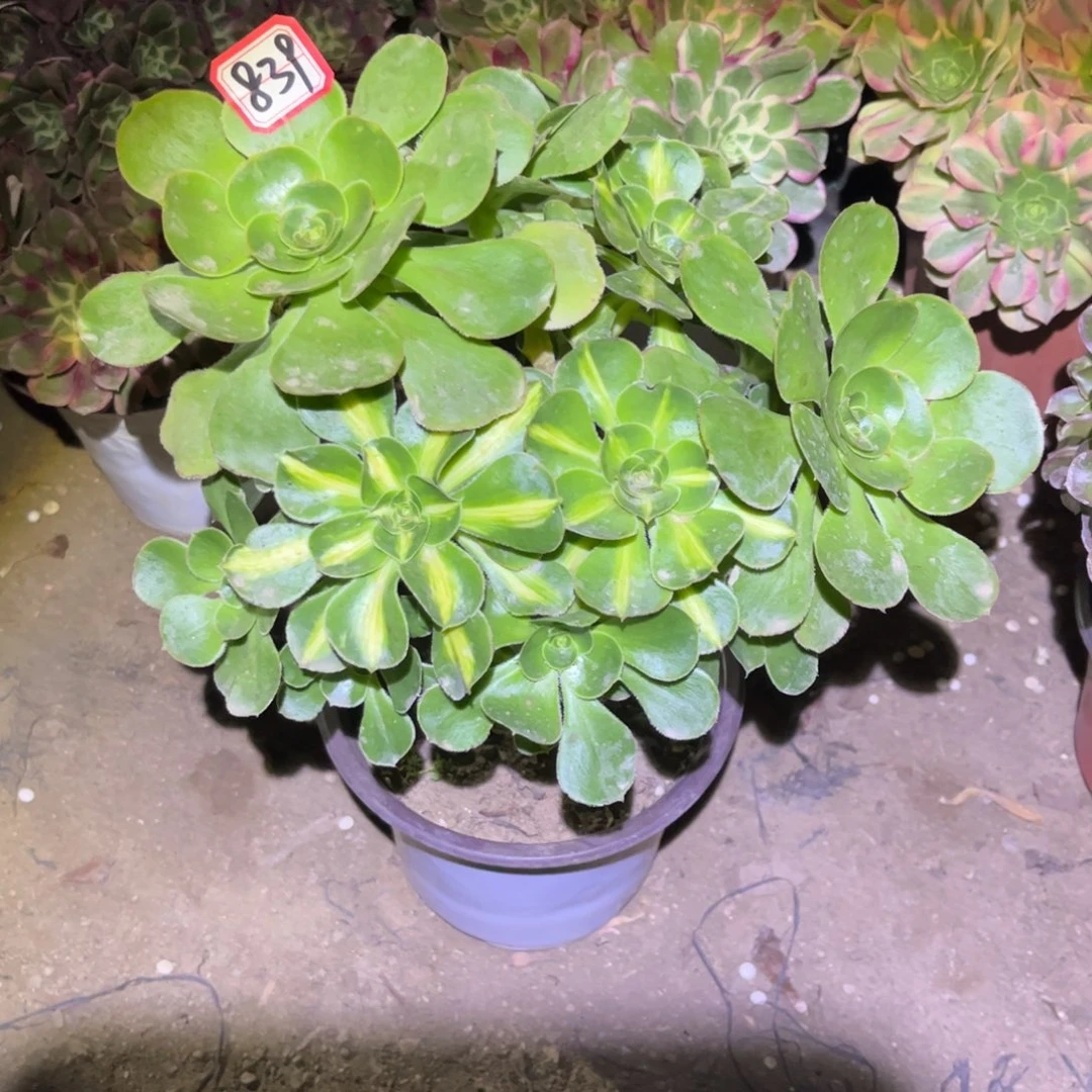 839多肉植物暴君群生砍过