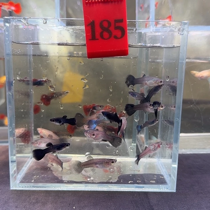 孔雀鱼?****?185号20条