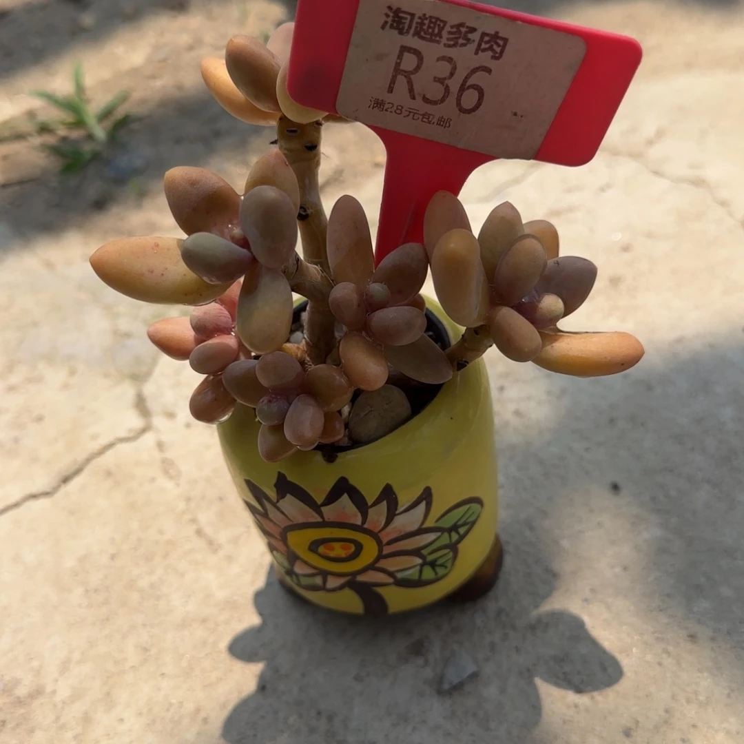 萍*多肉植物糖果美人