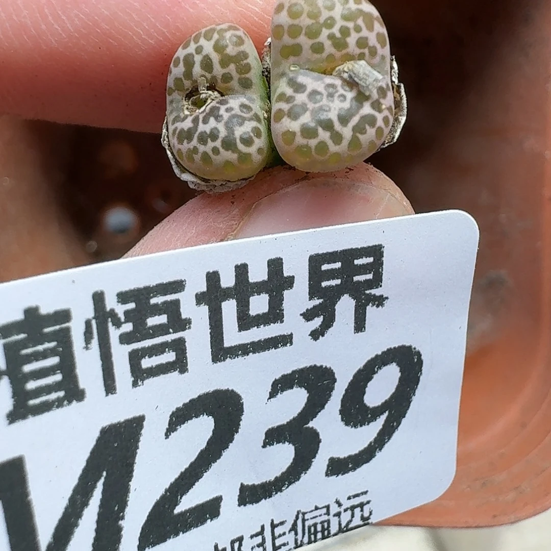 多肉植物的人生去吧您您