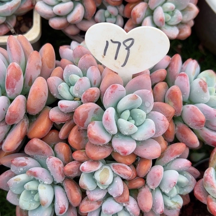 179洛神平平安安健健康康