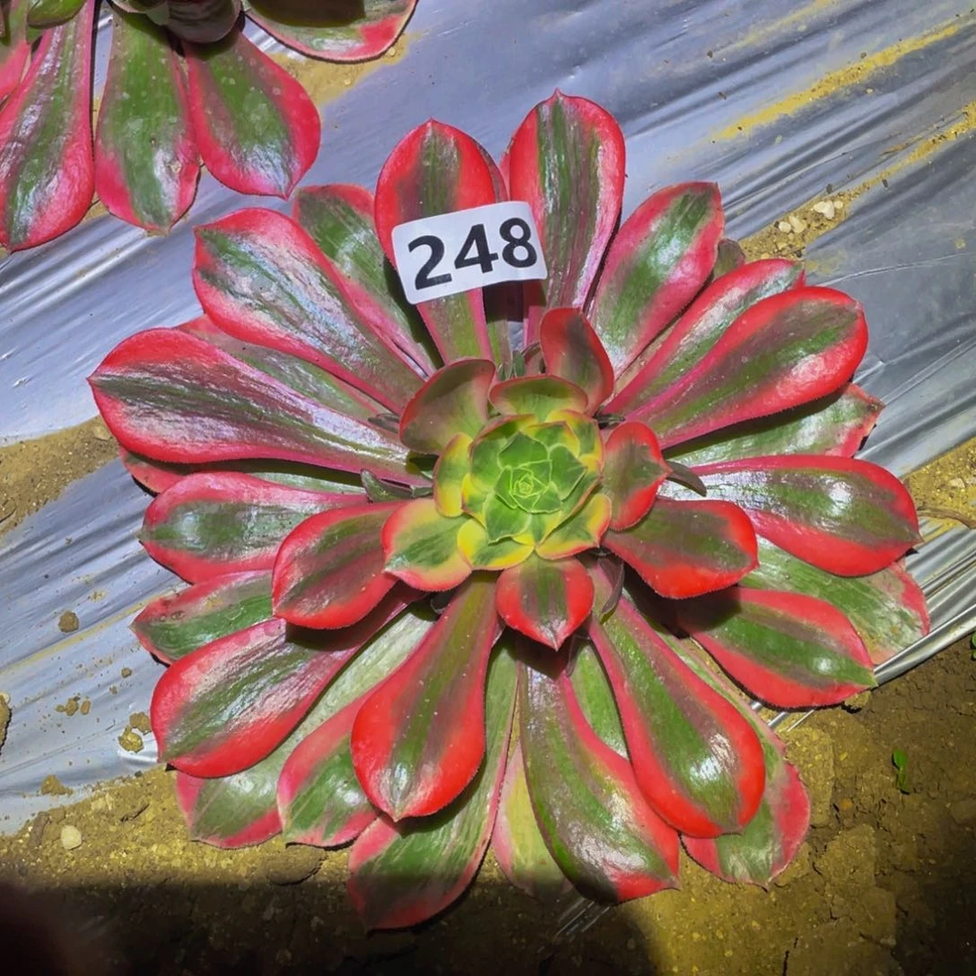 女妖多肉多肉植物248