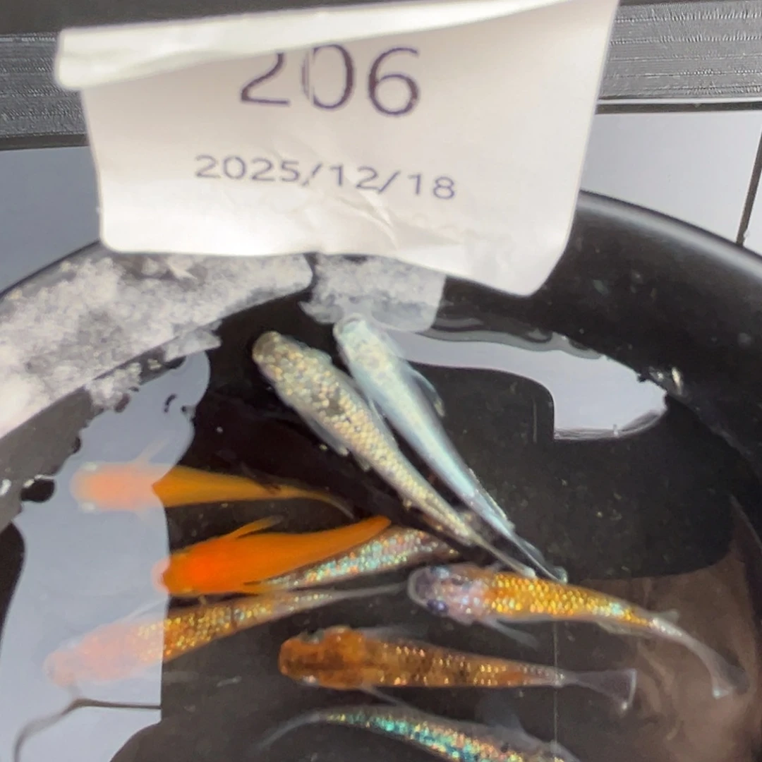 青鳉鱼206随机10尾2.3cm