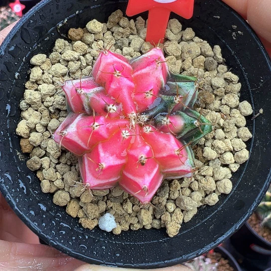 1-37米哈仙人球锦带盆土发货3.6厘米