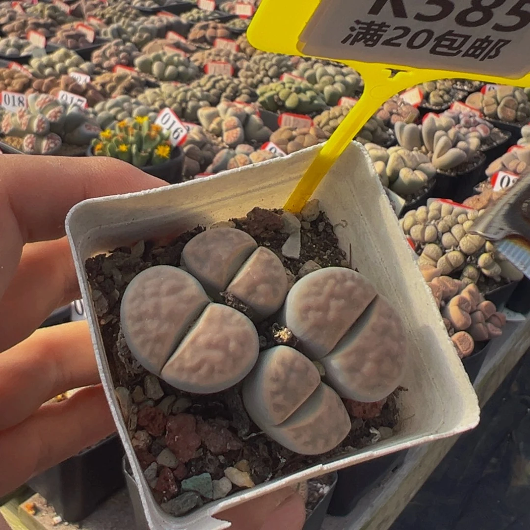585生花大群生在这里