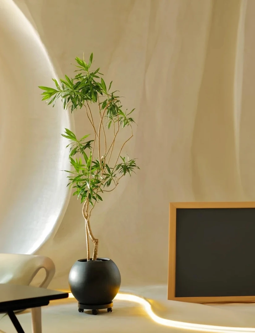 金边百合竹高级简约百搭室内绿植轻奢大型盆栽