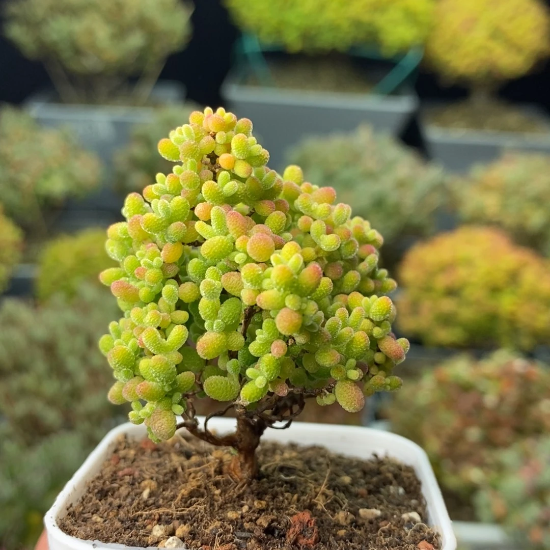 1132蜜橘糖球 。