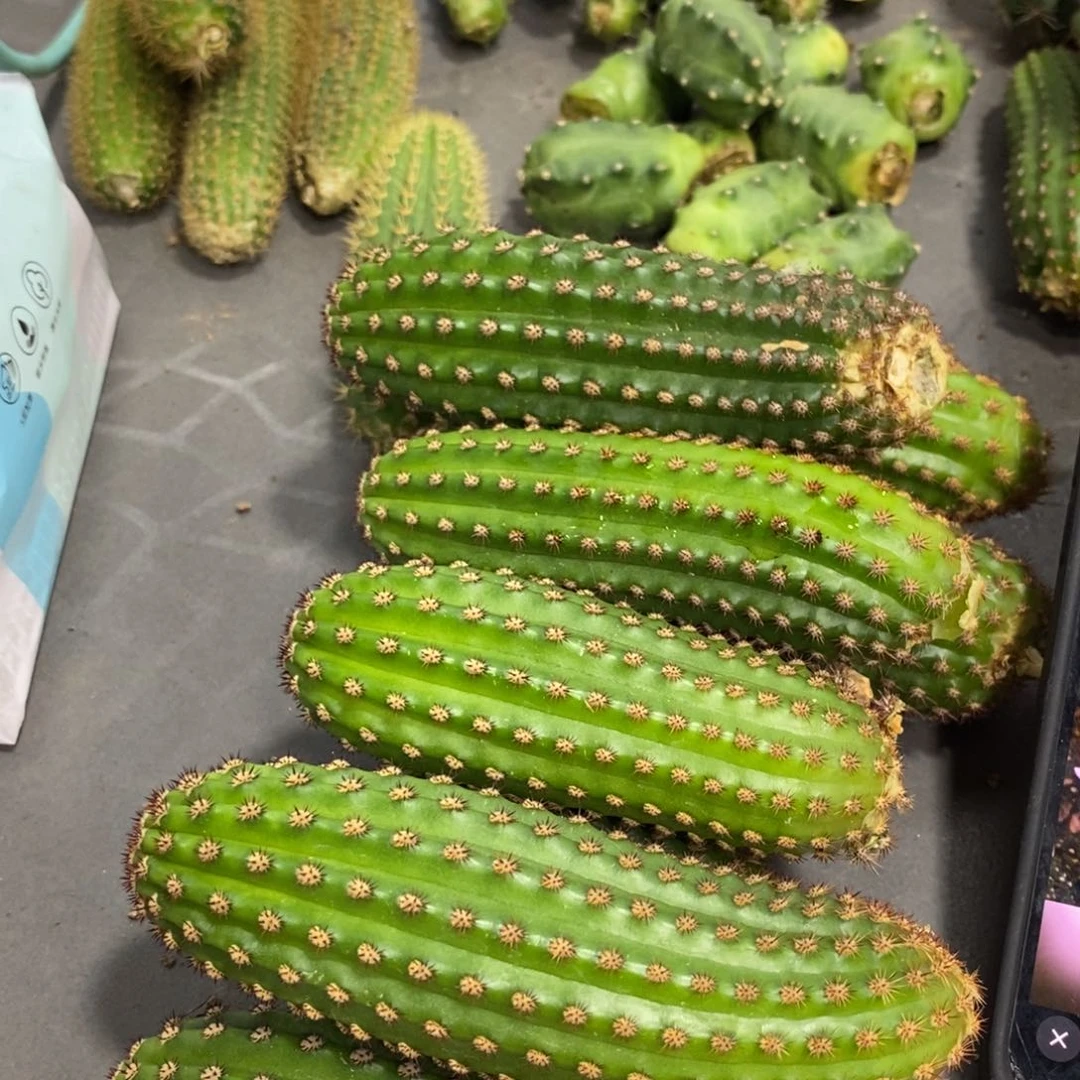 进口金妞金1侧芽一个
