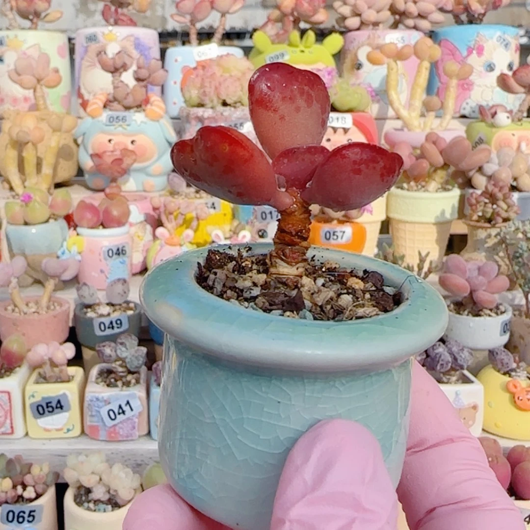 爱心水泡 盆口3cm