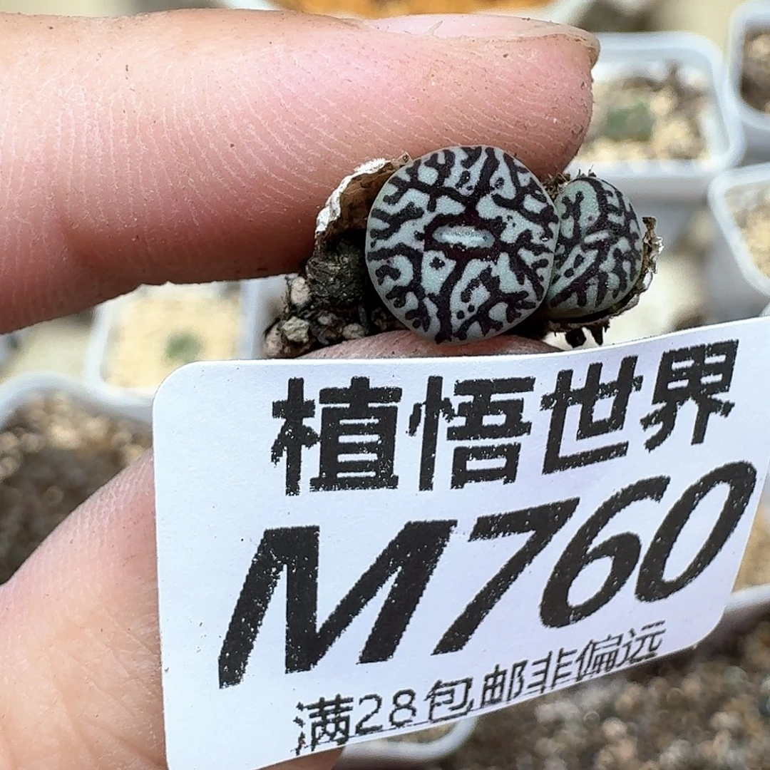 多肉植物的润泽和ef