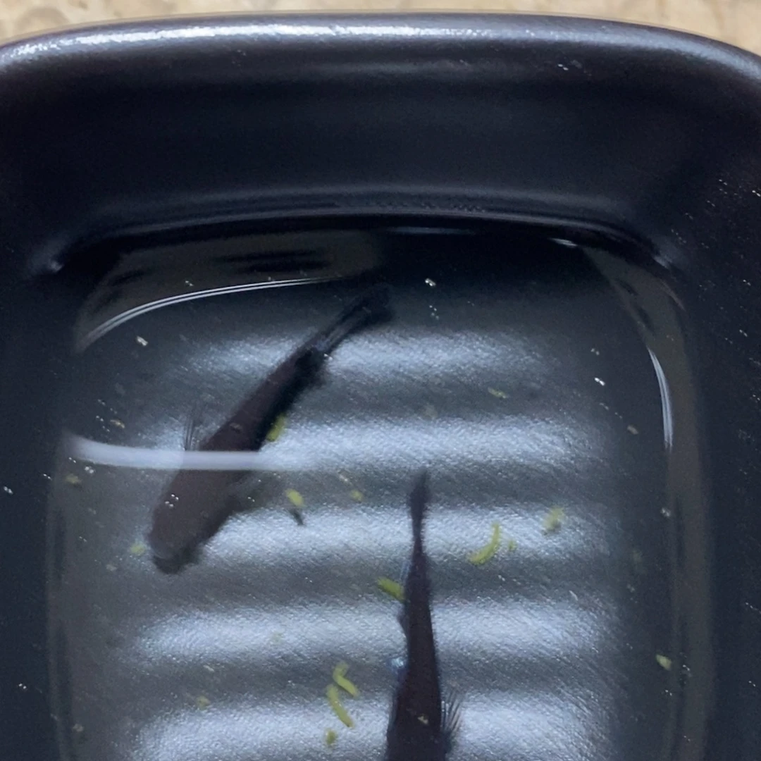 海水鱼小型热带观赏鱼观背青鳉