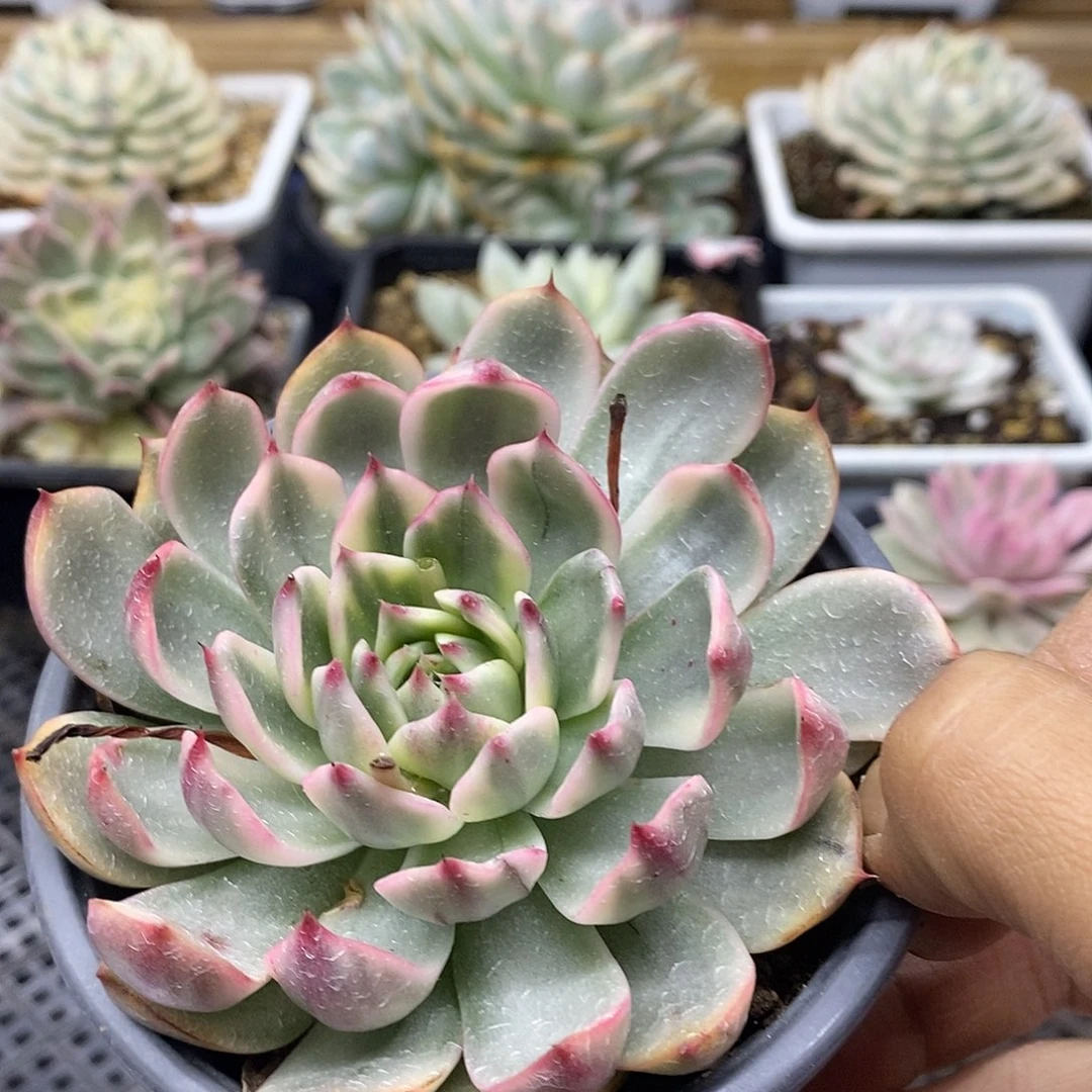 1580 桃花冰丝白覆轮锦 需延时发货