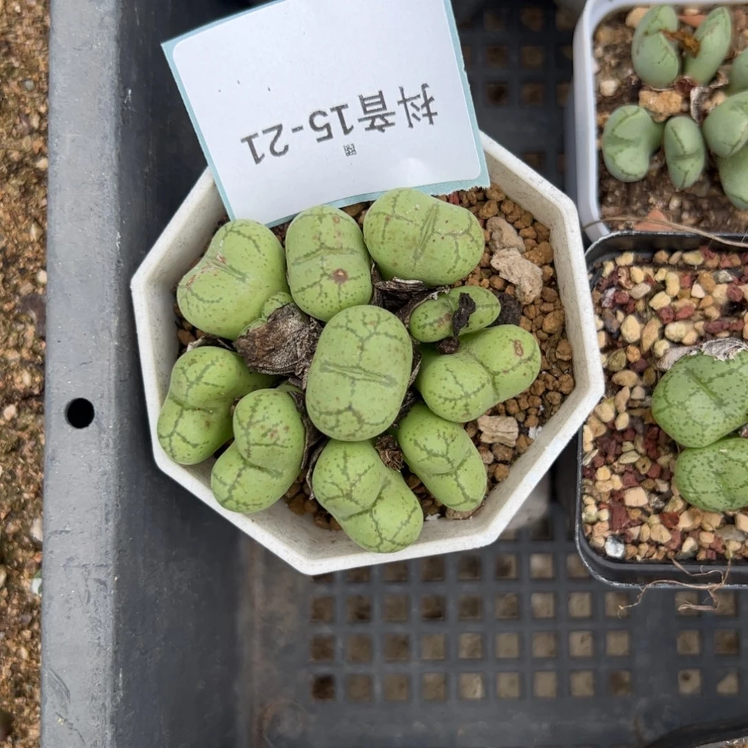 15-21肉锥多肉植物