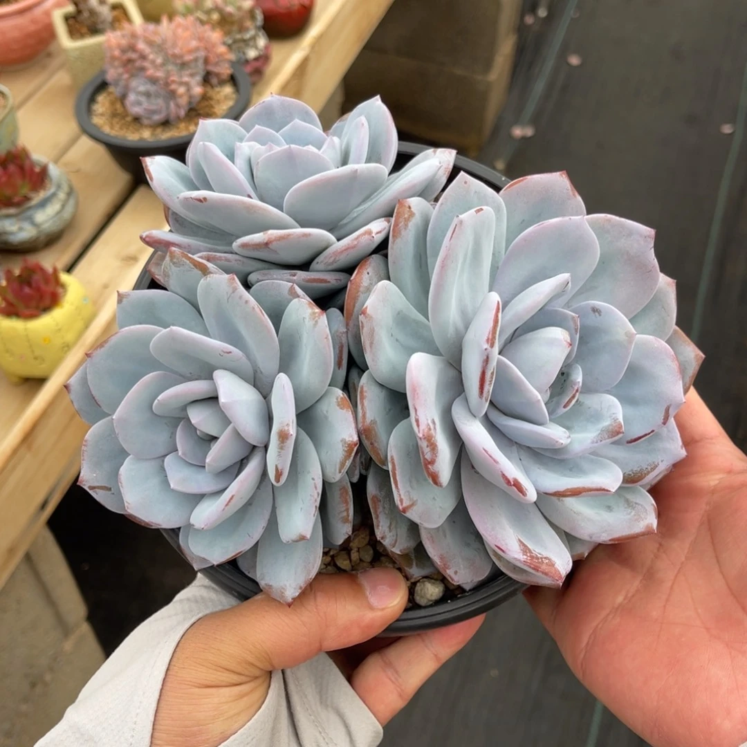 一物一拍不支持退换