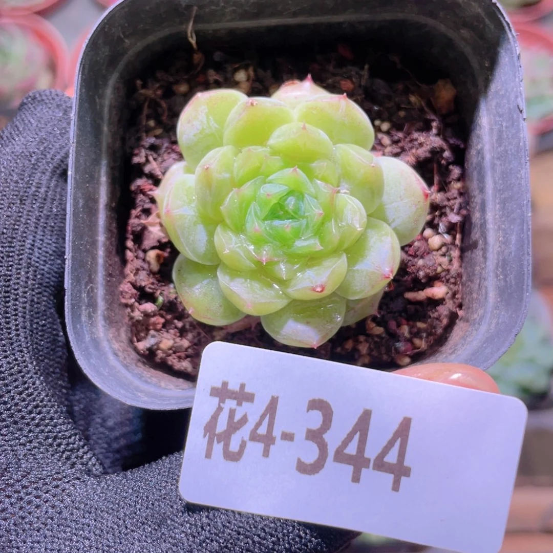 花利美4-344瑶台心