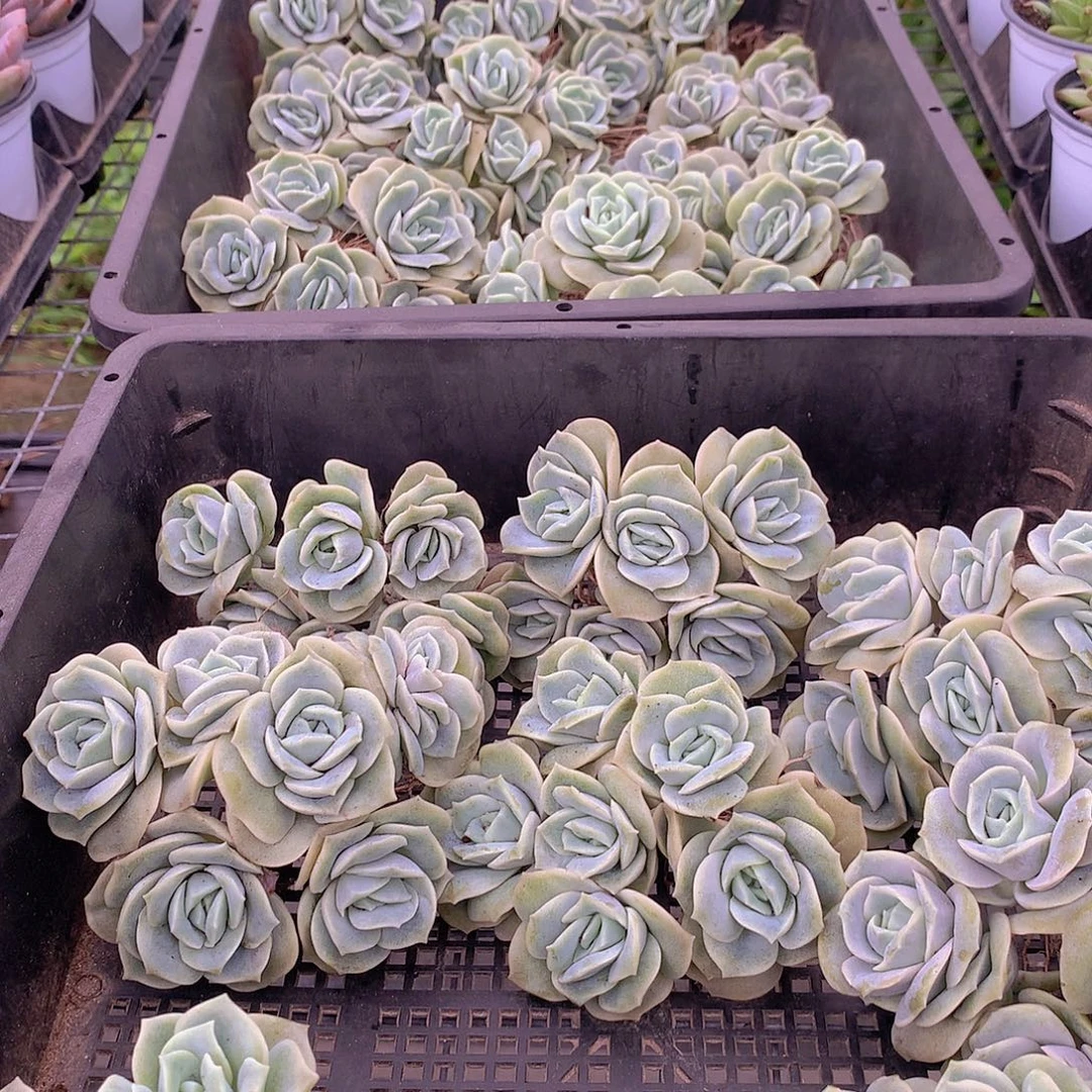 可爱玫瑰群32456778788