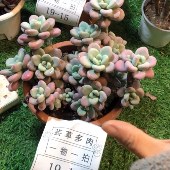 红洛神，一物一拍，裸根发货19-16