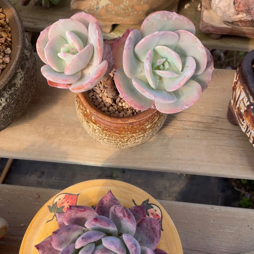 双头老桩凤白凤老桩