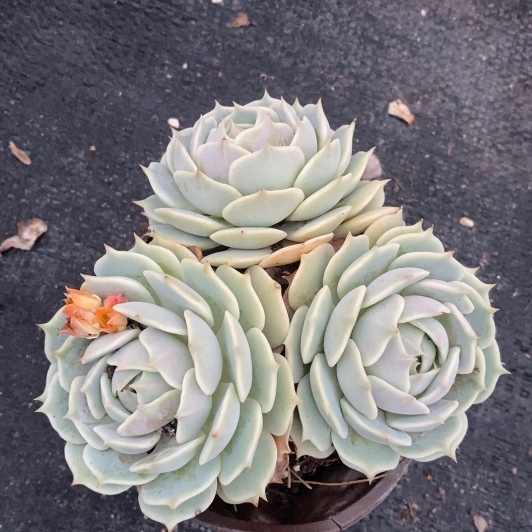 露娜莲三头起发老桩，120杯