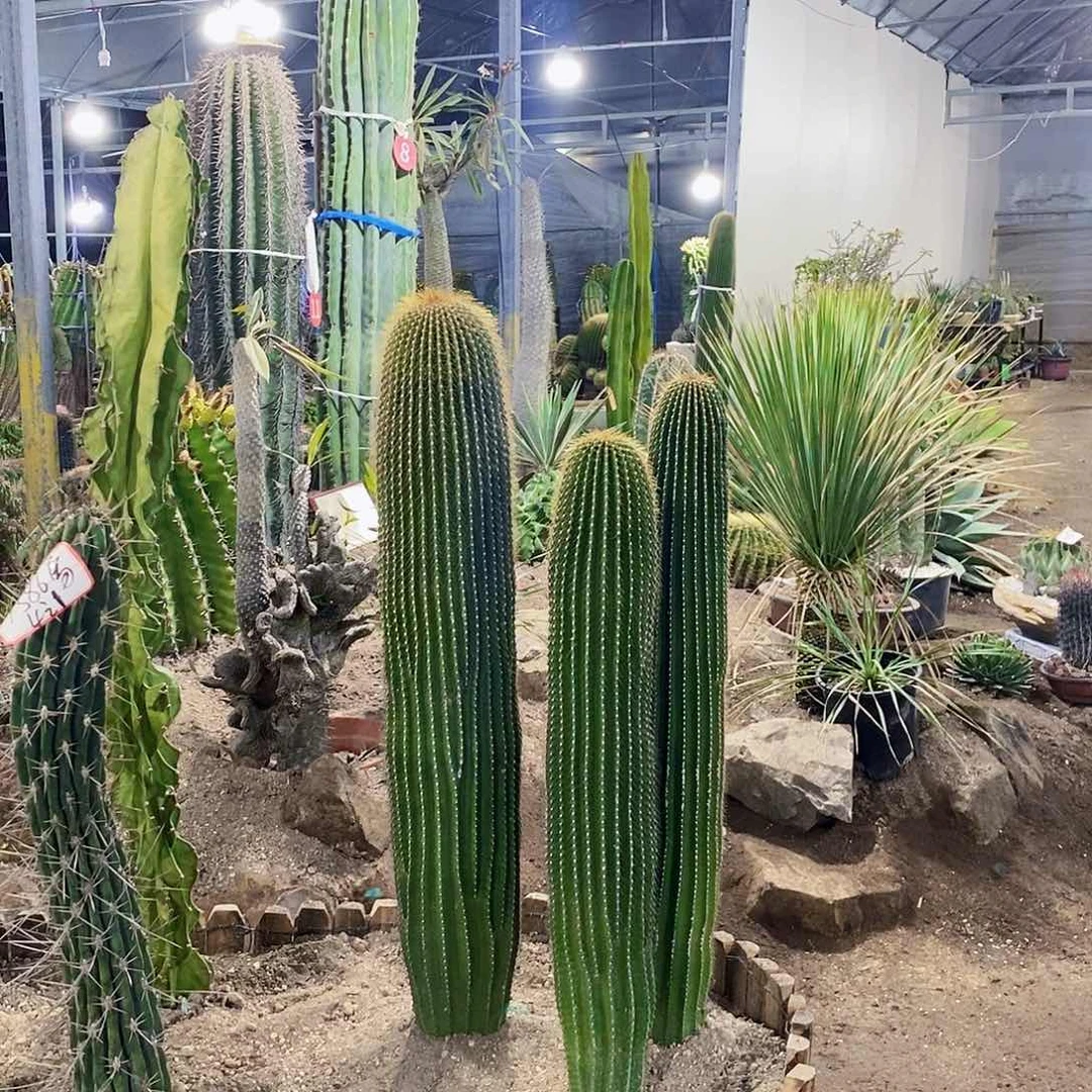 ?**?大风龙三颗1111111