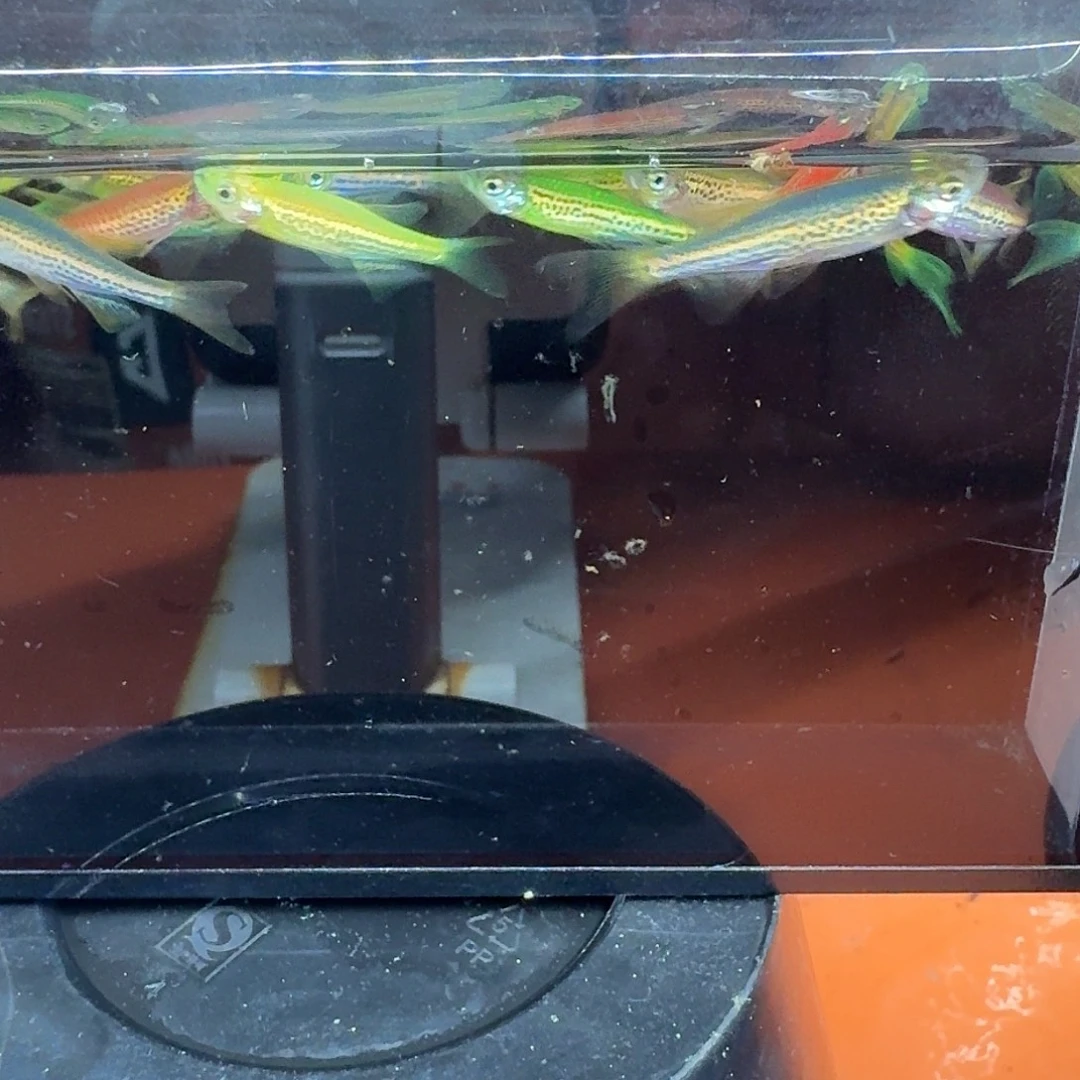 斑马鱼2组包邮1.5-2cm豹纹蝶翼斑马10条