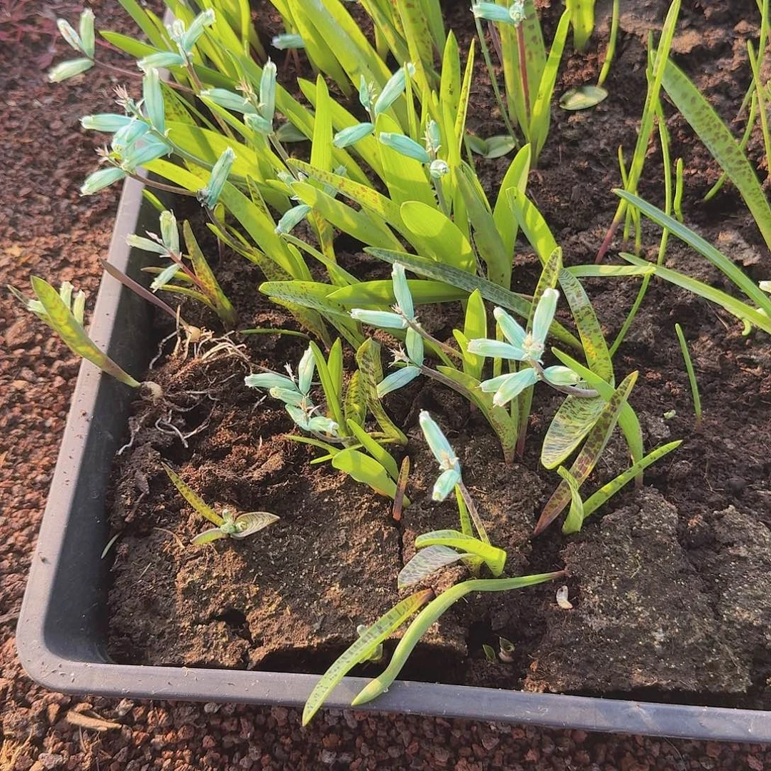 绿松石立金花5颗小苗