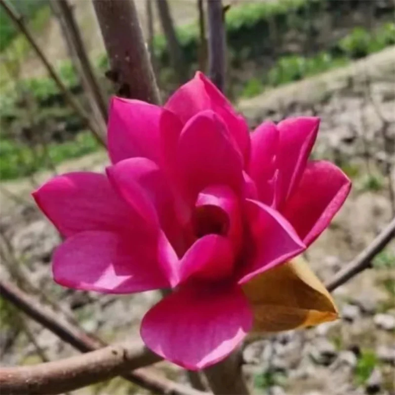 红牡丹玉兰花（浓香）盆栽地栽阳台庭院