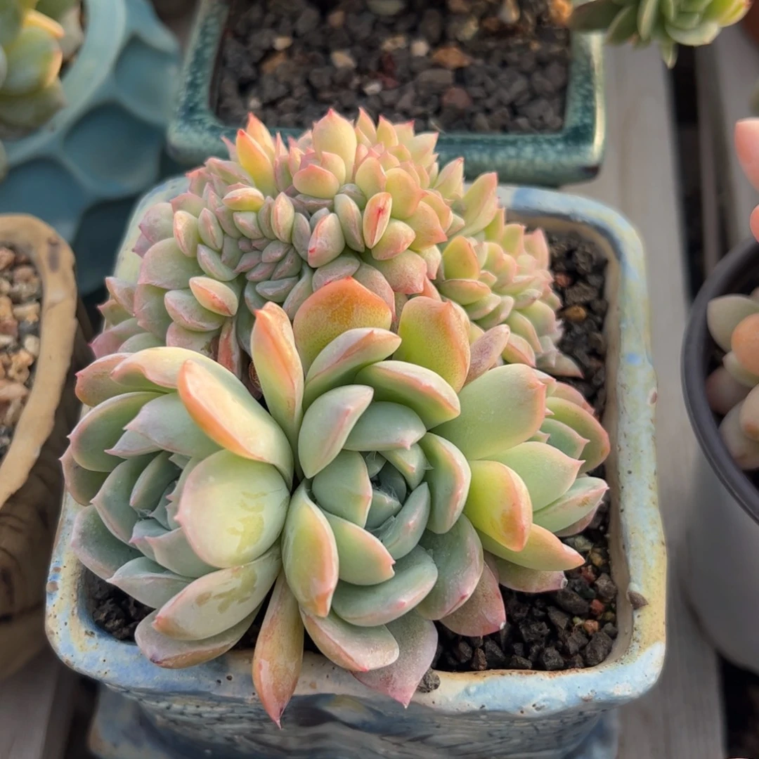 莎莎女王缀化多肉植物