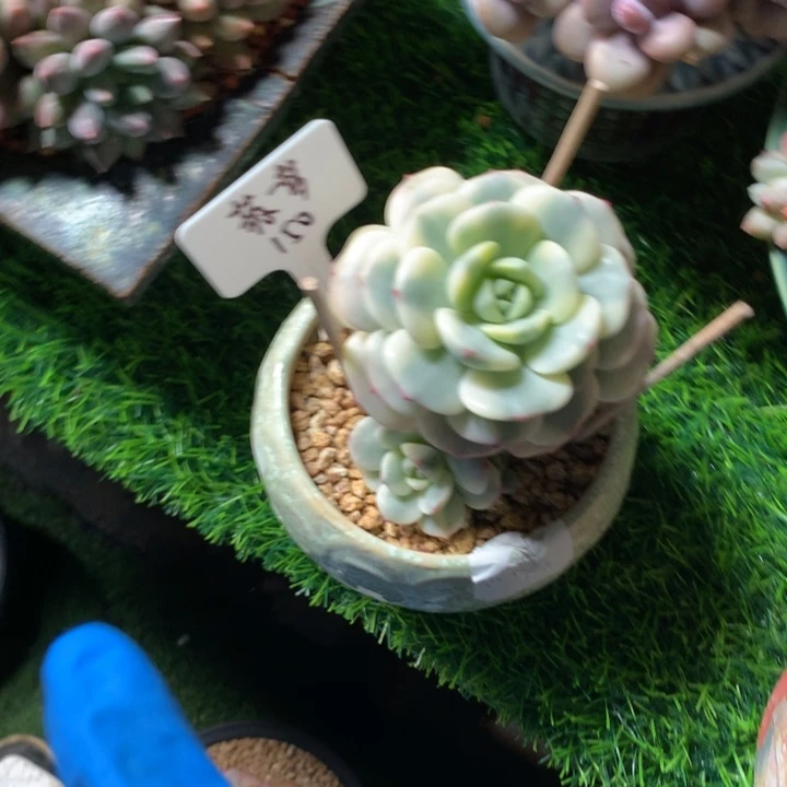 香草锦单头多肉发货