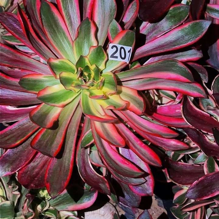 201烈焰多肉植物