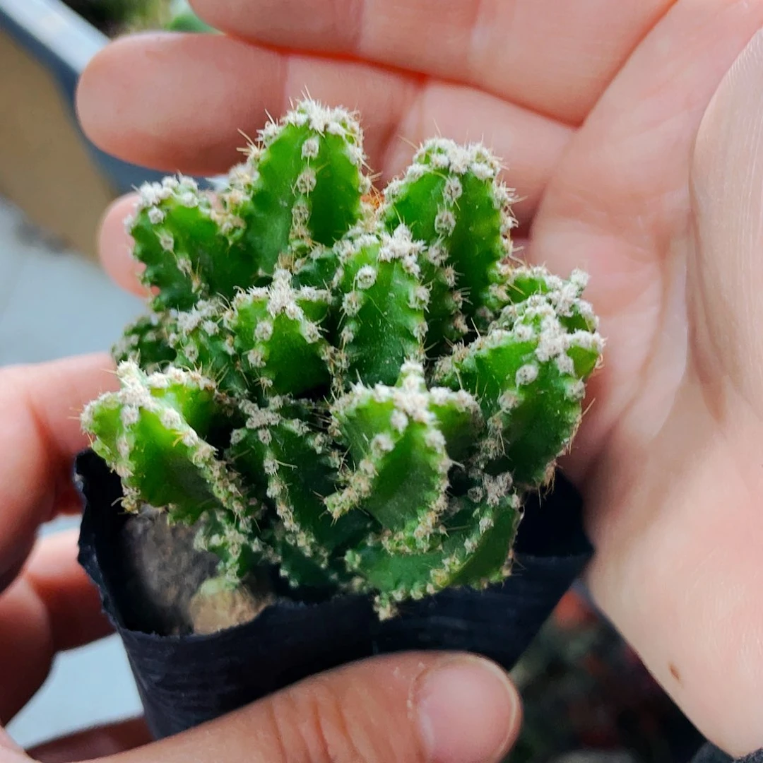 非偏远地区满25包邮仙人球