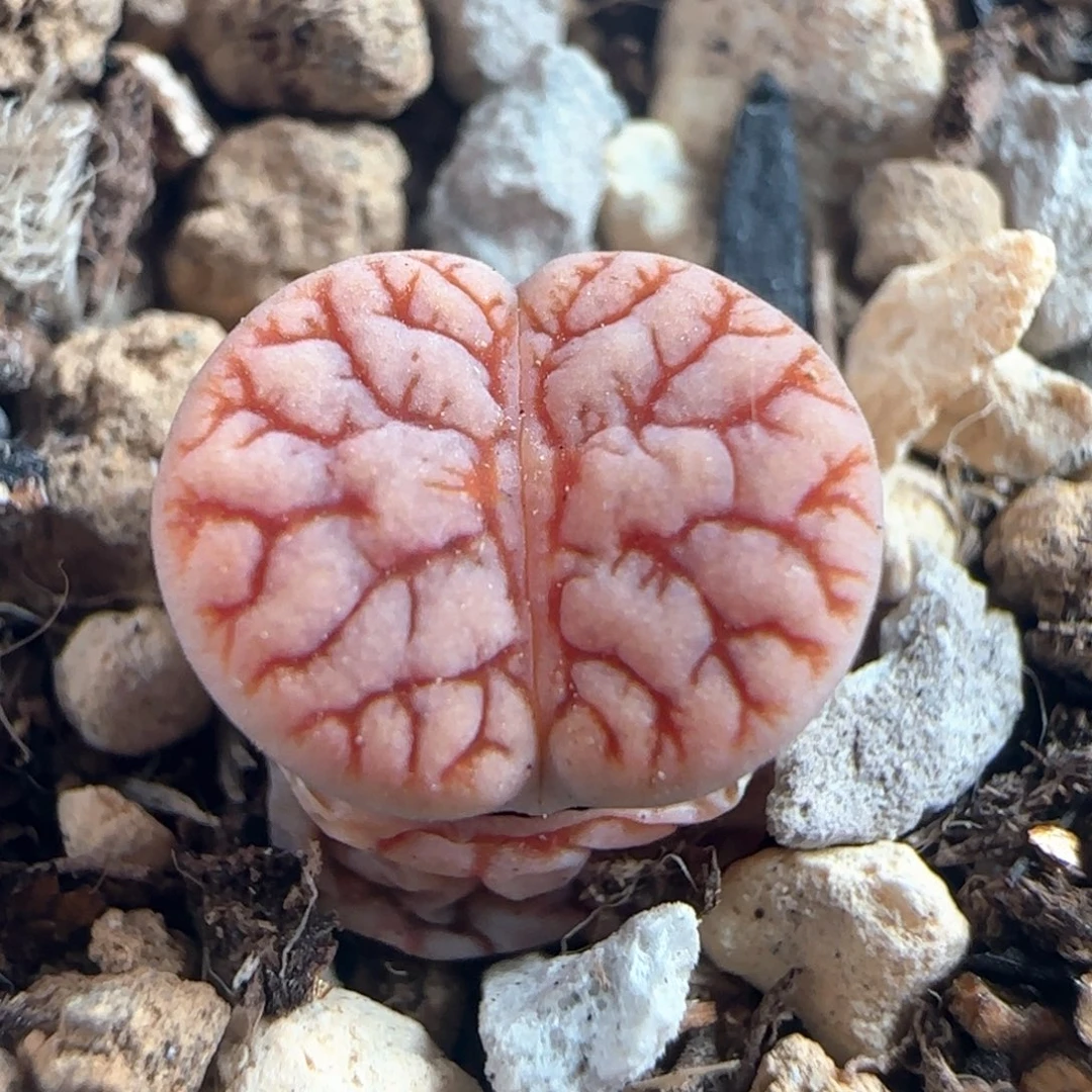 1386/花叔种源261/