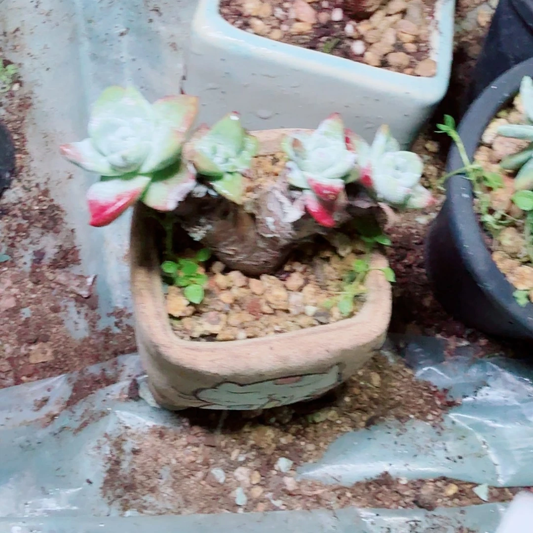 3086法瑞苹果叶多肉