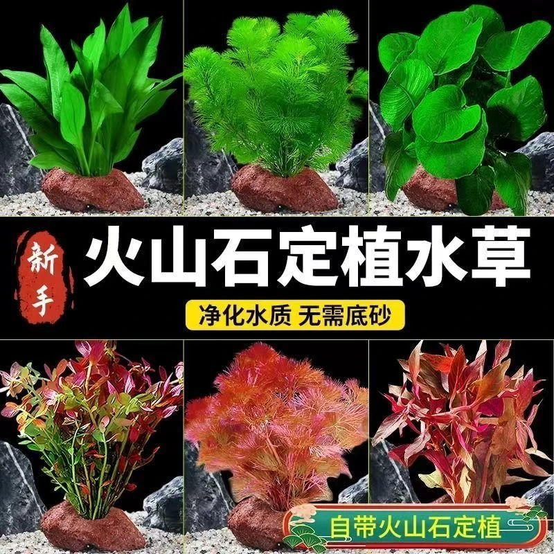 火山石鱼缸真水草红宫廷水草蜈蚣草羽毛净化水质懒人增氧装饰造景