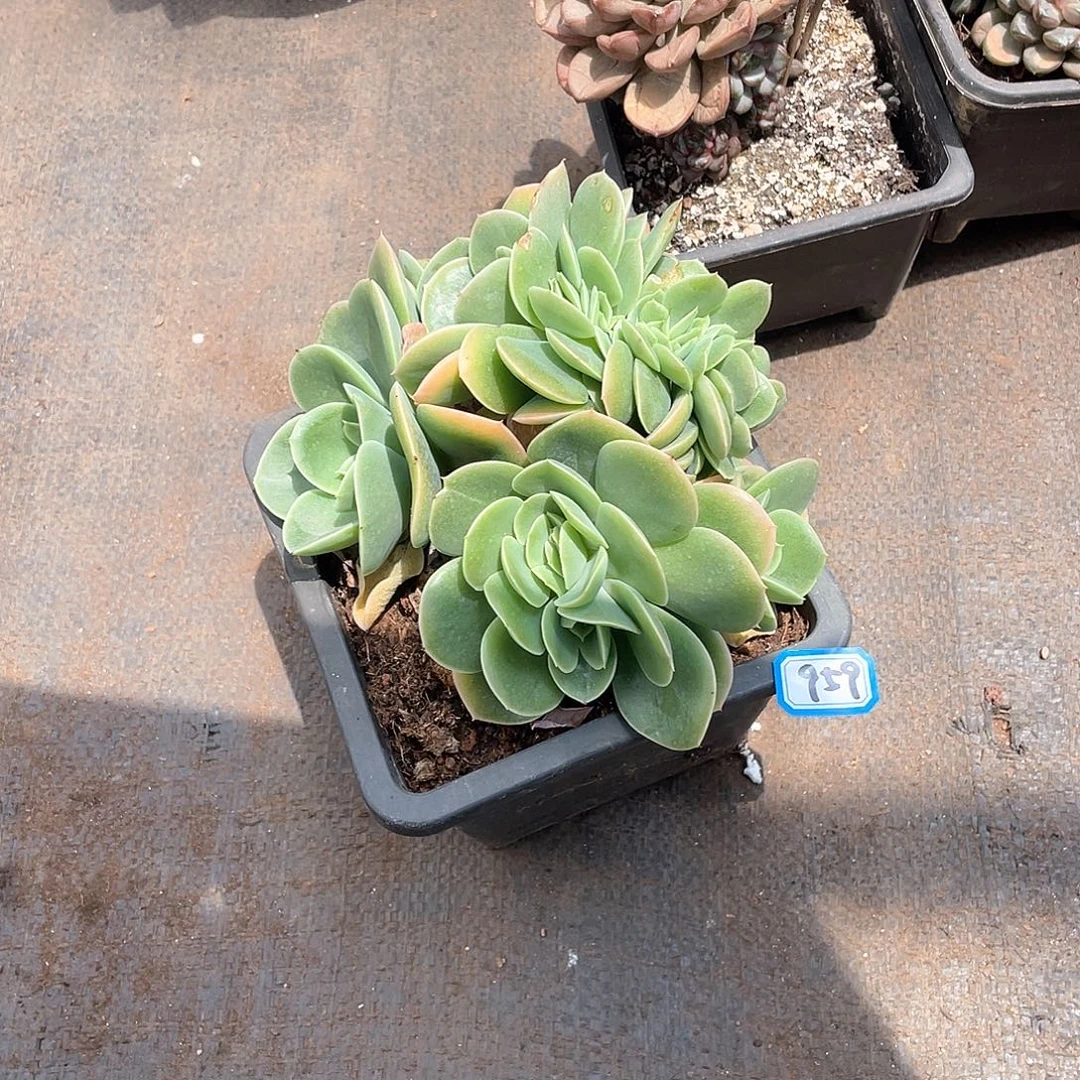 959星娜塔 一物一拍多肉
