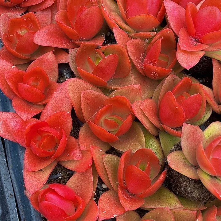 小火鸡1元带土发