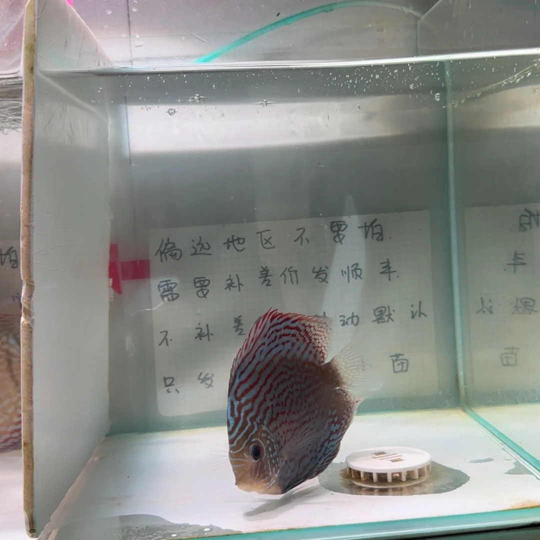 七彩神仙鱼肉身9-10偏远地区不拍