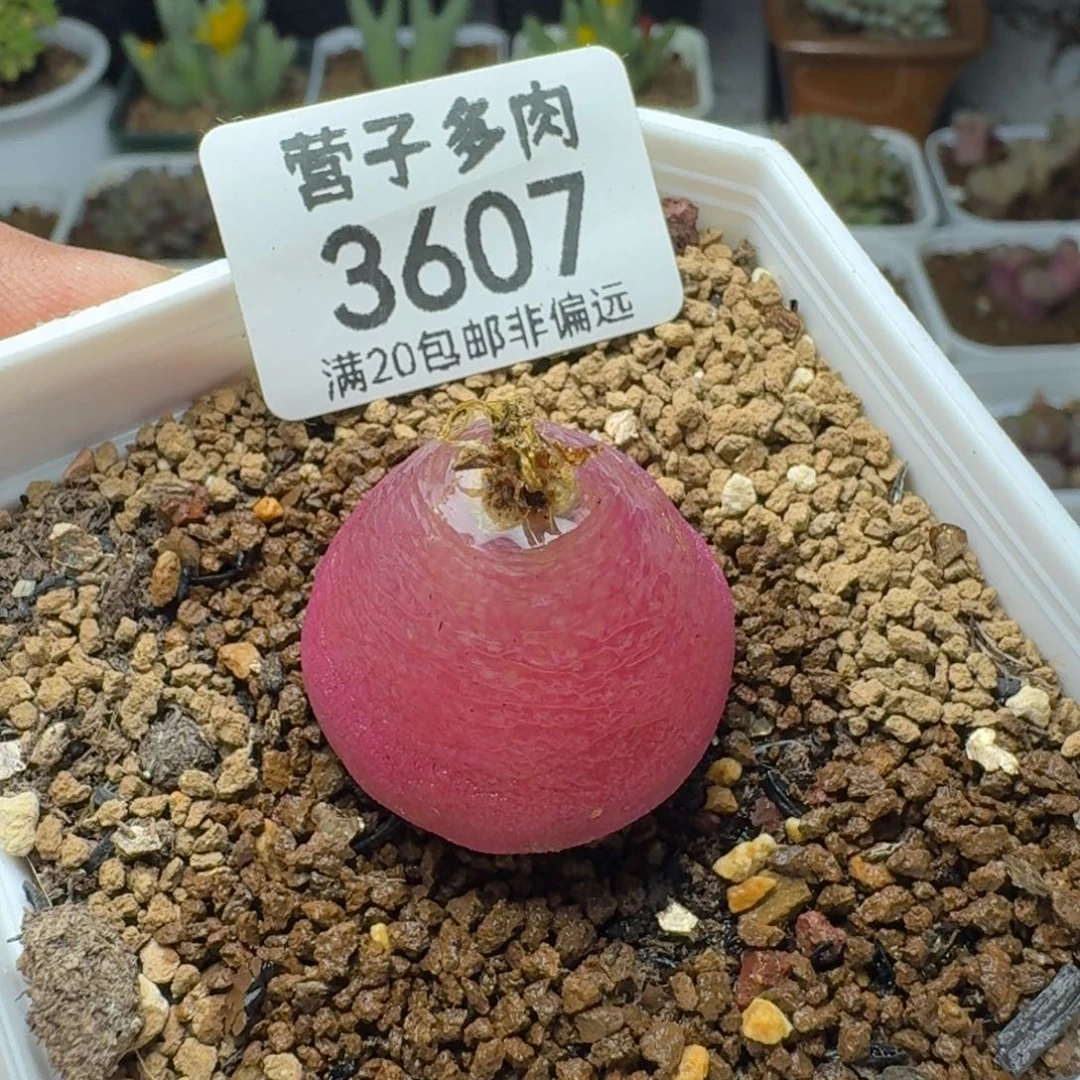 灯泡2.5带盆土。