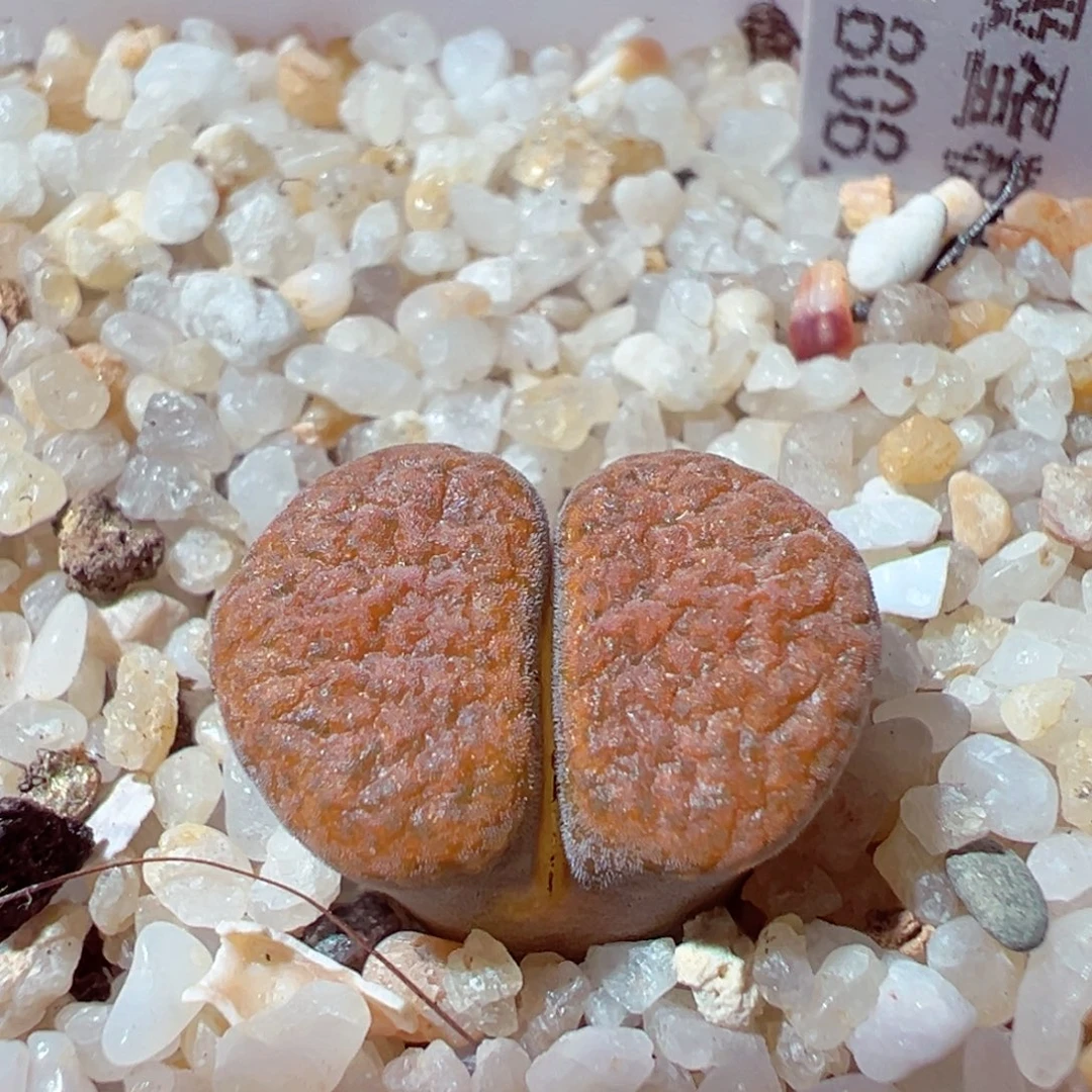 1219-803多肉多肉超级蛋糕