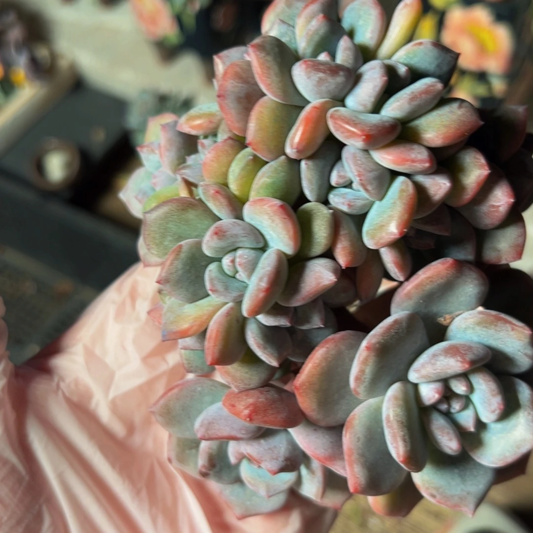 顺***顺新年快乐 新年快乐