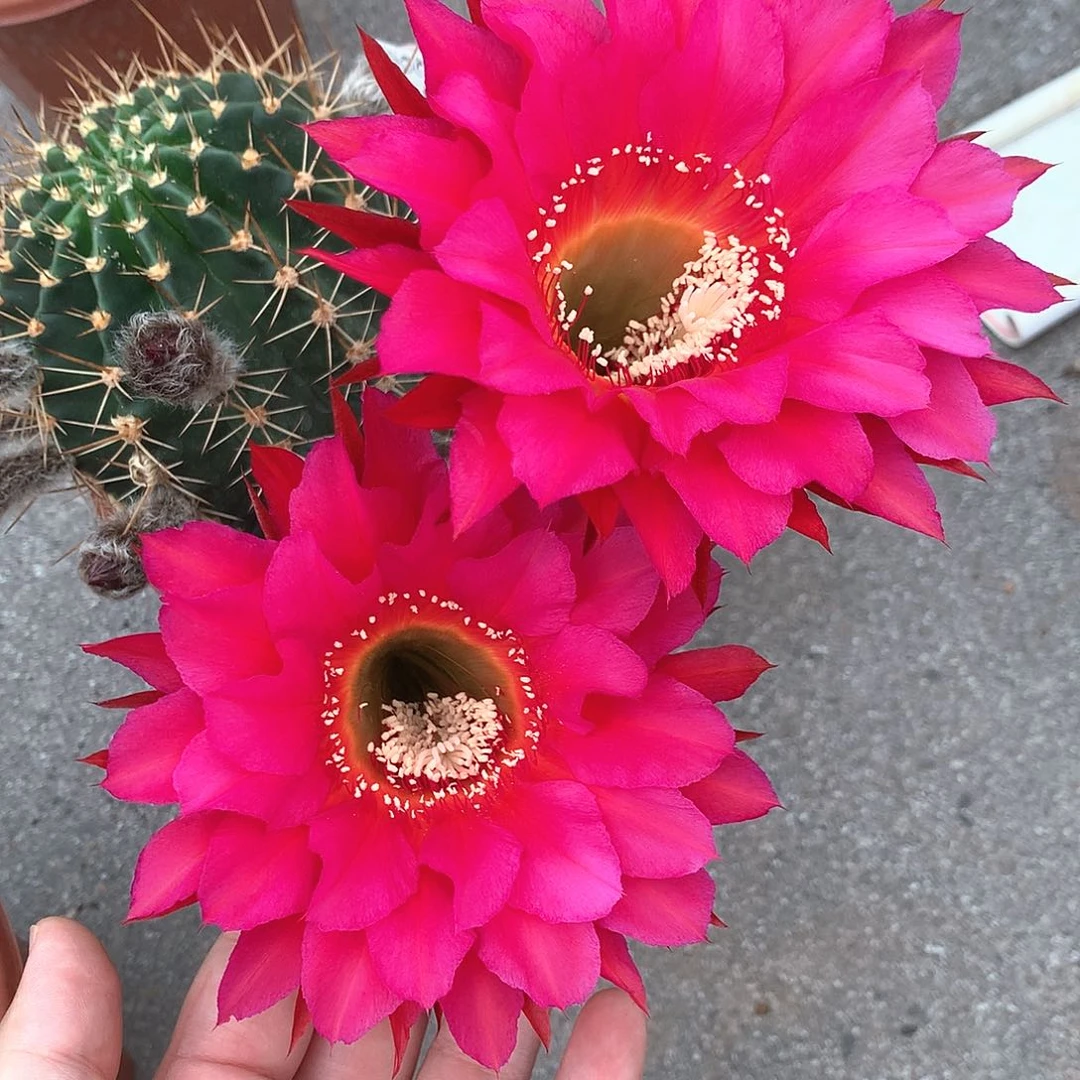 1917实生彩草15公分杯