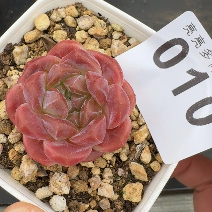 冰魄  开播福利多肉植物